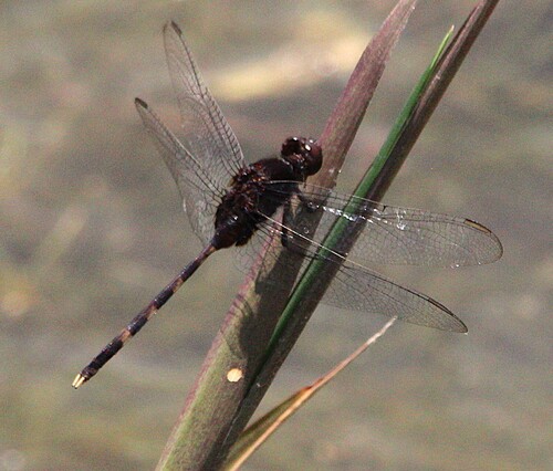Pin-tailed Pondhawk