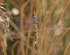 Parasynthemis regina