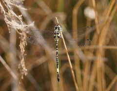 Parasynthemis regina