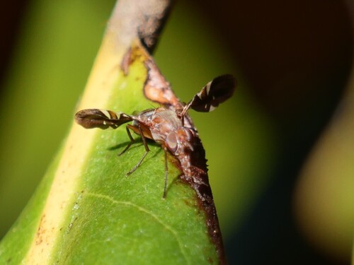 Unknown species found near Baltimore City, MD County, US-MD, US