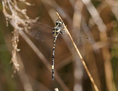 Parasynthemis regina