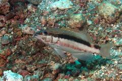 Serranus psittacinus