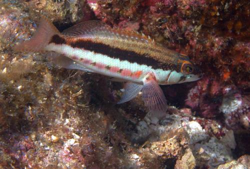 Barred Serrano