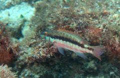 Serranus psittacinus