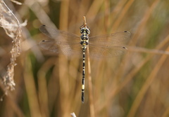 Parasynthemis regina