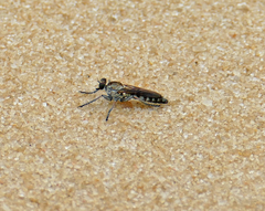 Stichopogon abdominalis