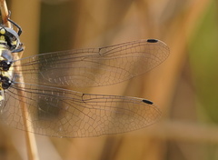 Parasynthemis regina