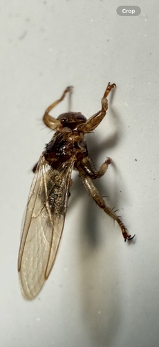 Unknown species found near Green Mountain National Forest, Stockbridge, VT, US