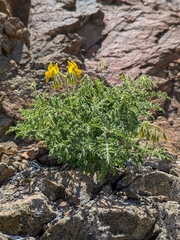Solanum chilense, photograph (c) Cochi González, some rights reserved (CC BY)