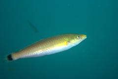 Halichoeres californicus