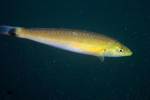 Señorita Wrasse