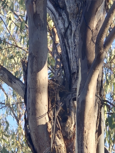 Tawny Frogmouth