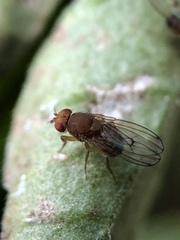 Drosophila immigrans
