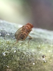 Drosophila immigrans