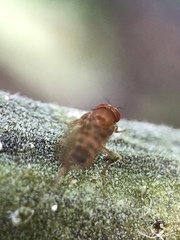 Drosophila immigrans