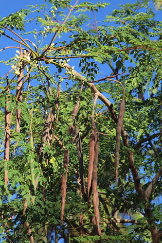 Moringa tree