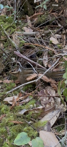 Shadow Chipmunk observed by erikatwell