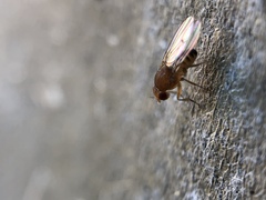 Drosophila immigrans