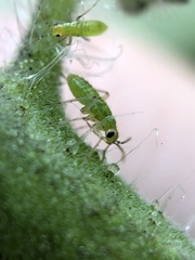 Engytatus modestus