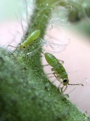 Engytatus modestus