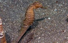 Hippocampus trimaculatus