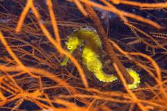 Hippocampus comes