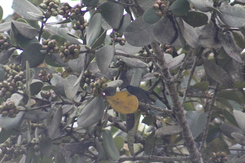Bluish Flowerpiercer (Diglossa caerulescens), photo 10