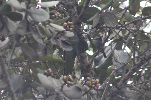 Bluish Flowerpiercer (Diglossa caerulescens), photo 8