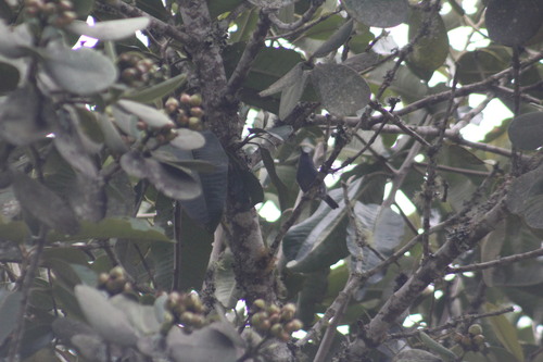 Bluish Flowerpiercer (Diglossa caerulescens), photo 7
