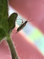 Engytatus modestus