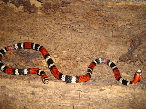Photo of a Mesopotamian coral snake (Micrurus baliocoryphus)