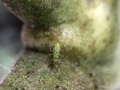 Engytatus modestus