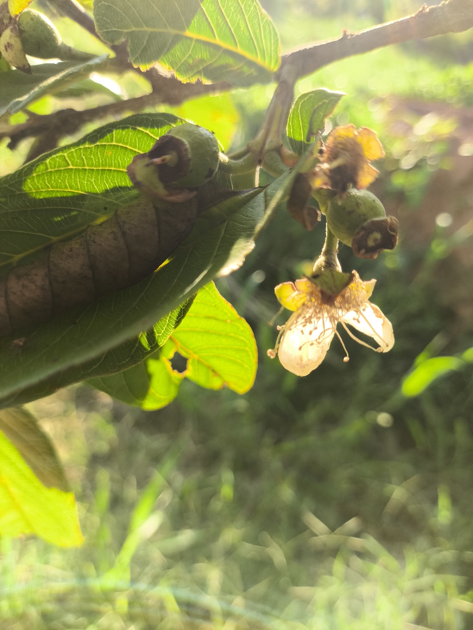 Psidium guajava