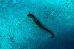 Amphelikturus dendriticus