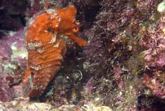 Hippocampus ingens