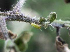 Engytatus modestus