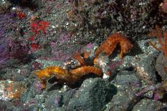 Hippocampus ingens