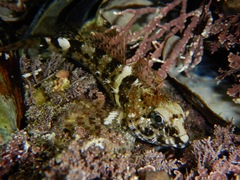 Clinocottus analis