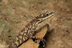 Chimbo Anole photo 3