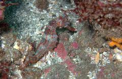 Hippocampus ingens