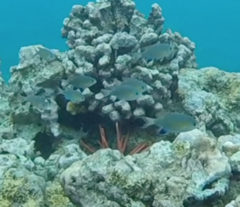 Pycnochromis vanderbilti