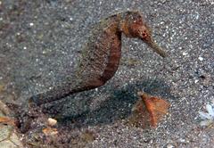 Hippocampus trimaculatus