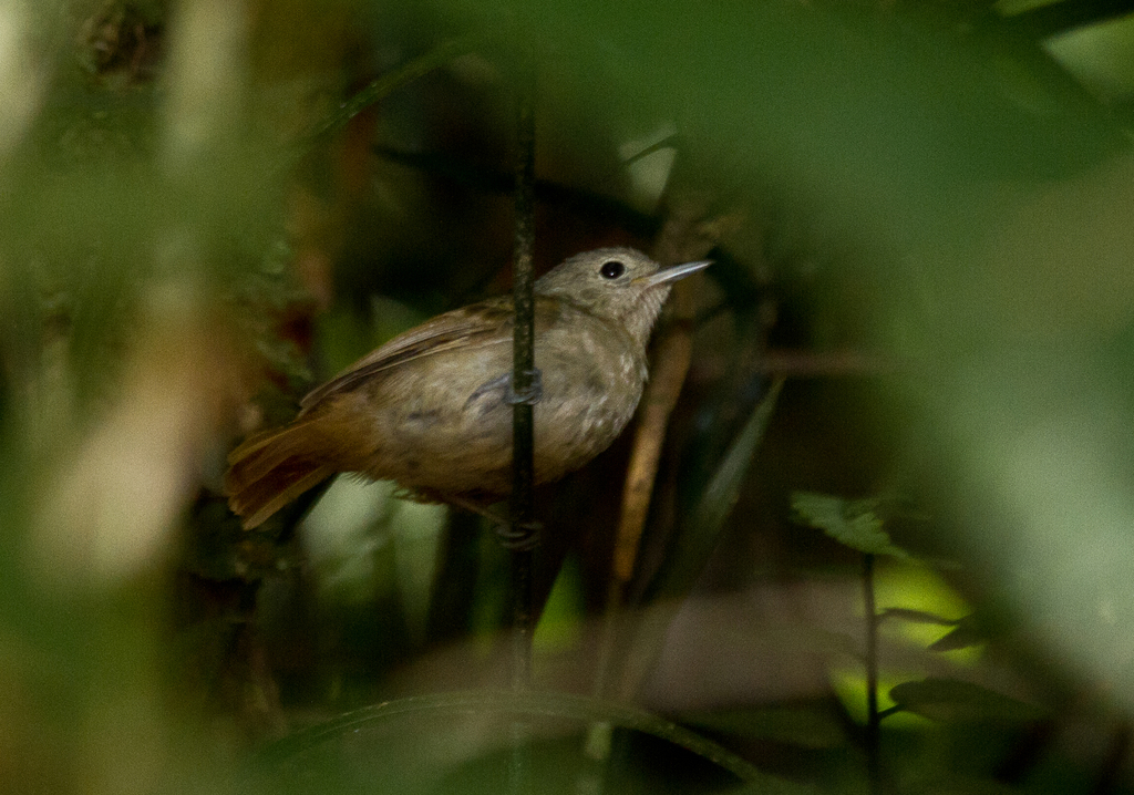 Salvadori's Antwren