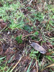 Thomomys mazama