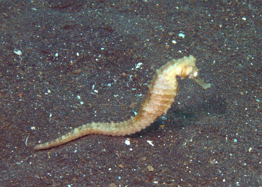 Three-spot Seahorse