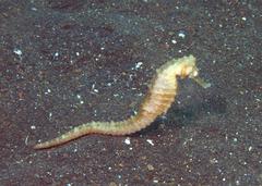 Hippocampus trimaculatus