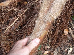 Sphaeropteris excelsa