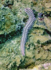 Hermodice carunculata