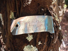 Sphaeropteris excelsa