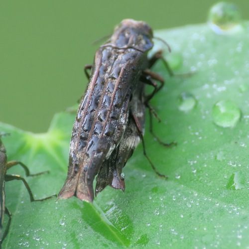Agrilus langei (Agrilus langei)